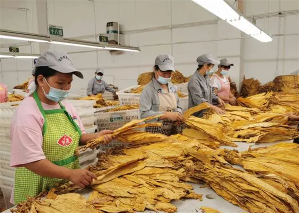 什麽是煙葉分級燈箱？煙葉分級燈箱標準規範